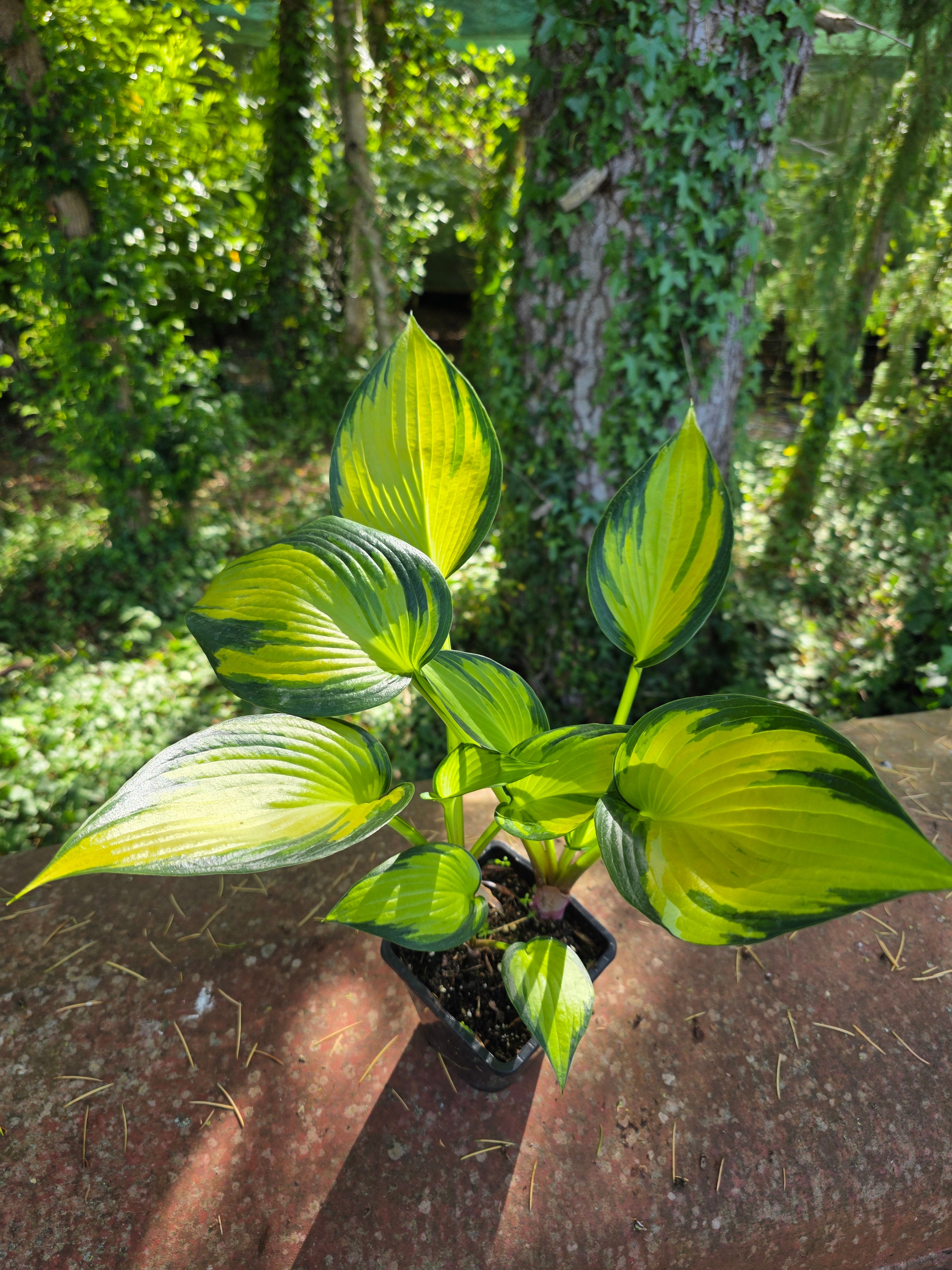 Hosta 'Orange Star'