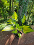 Hosta 'Orange Star'