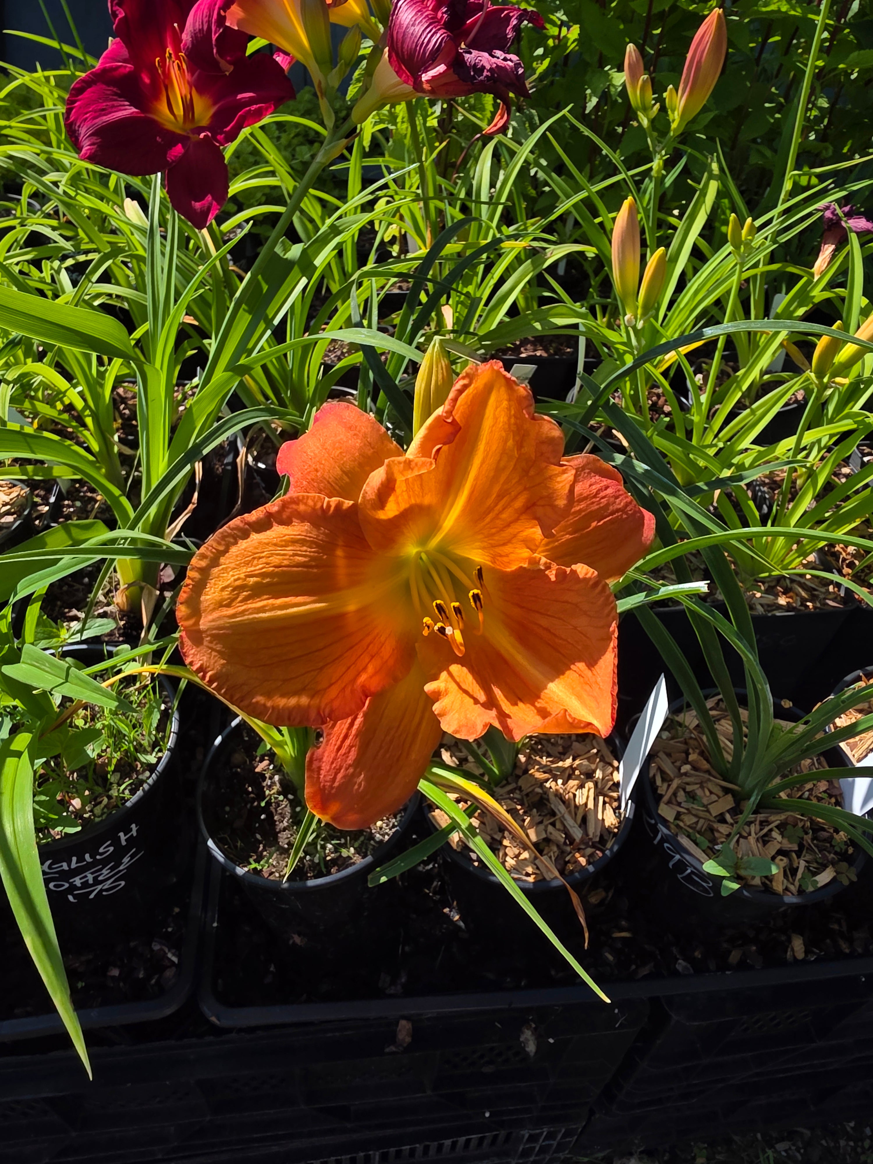Hemerocallis 'English Toffee'