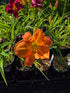 Hemerocallis 'English Toffee'