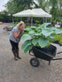 Hosta 'Empress Wu' 3lt  Deep Pot
