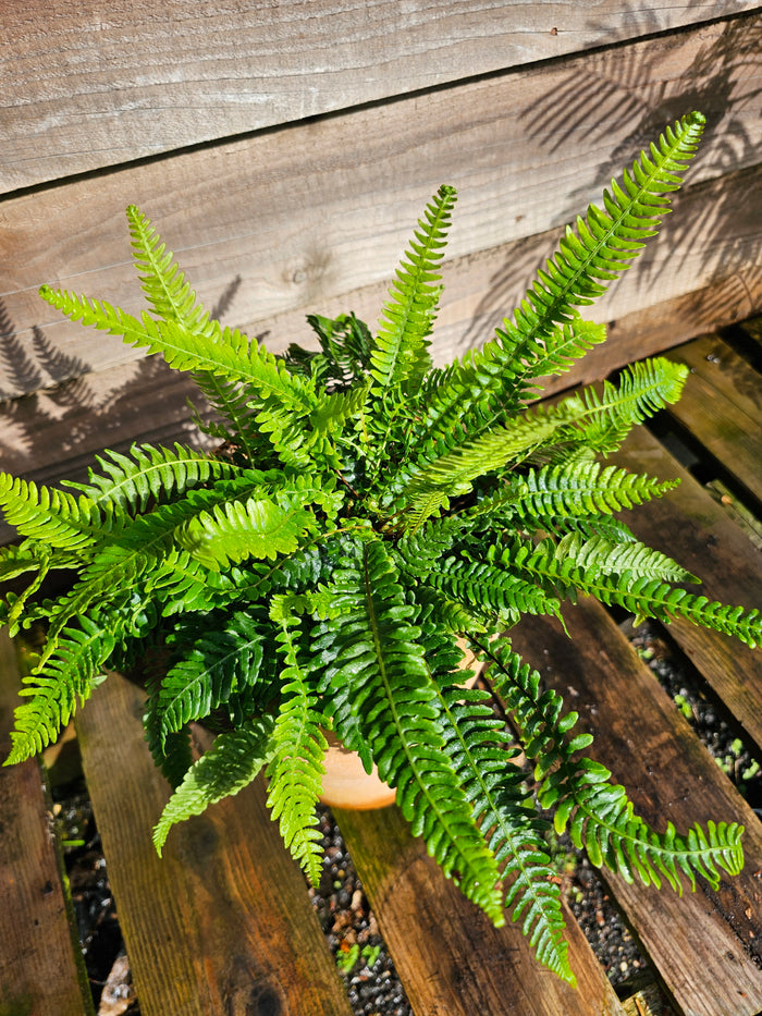 Blechnum spicant