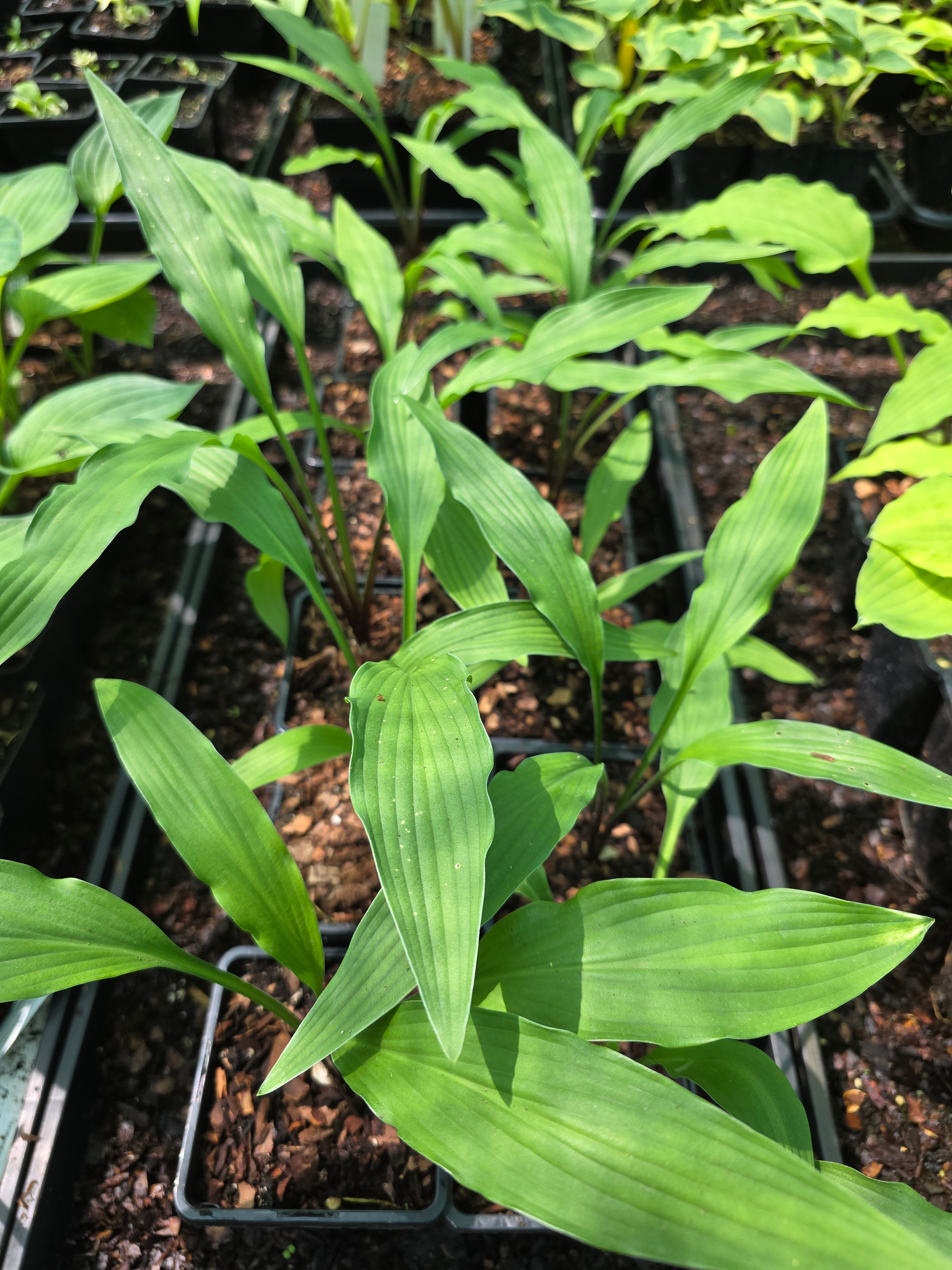 Hosta 'Lizard Lick'