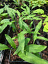 Hosta 'Lizard Lick'