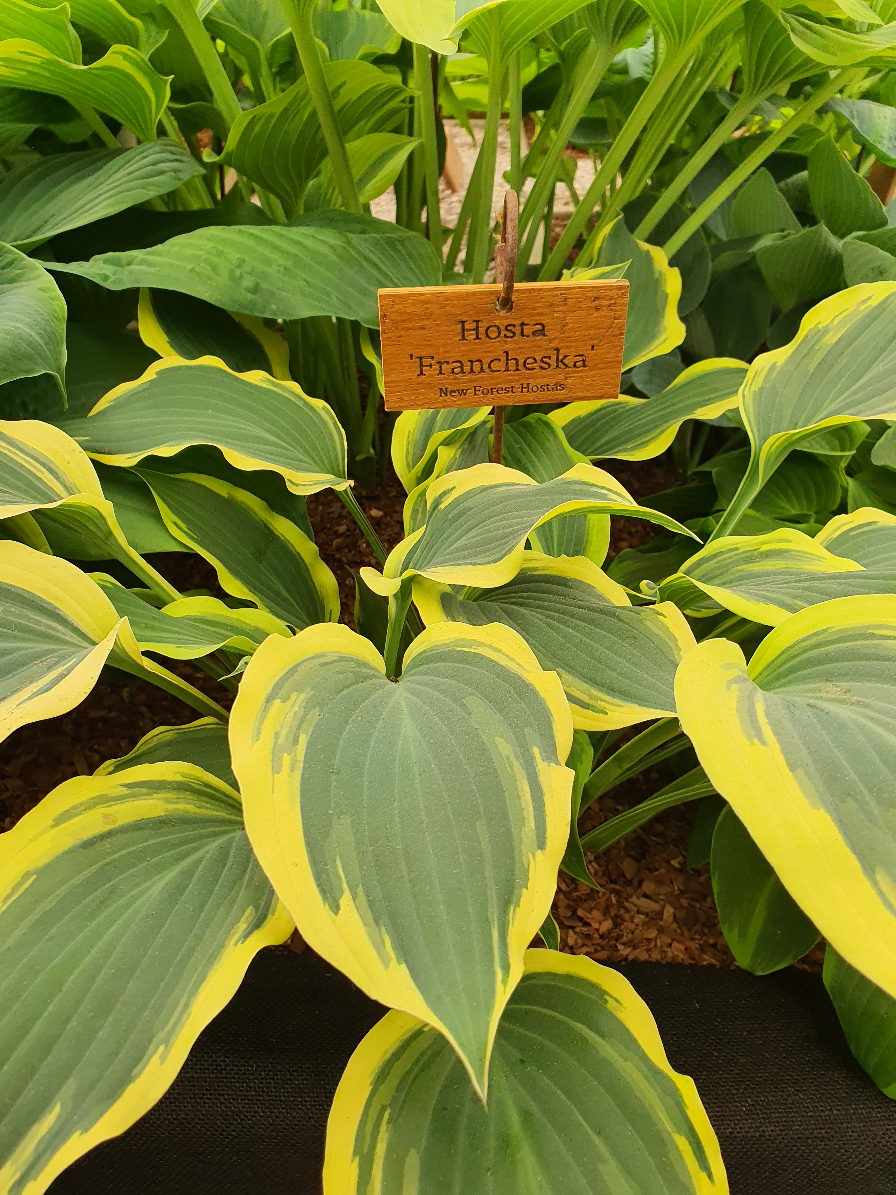 Hosta 'Francheska'