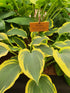 Hosta 'Francheska'
