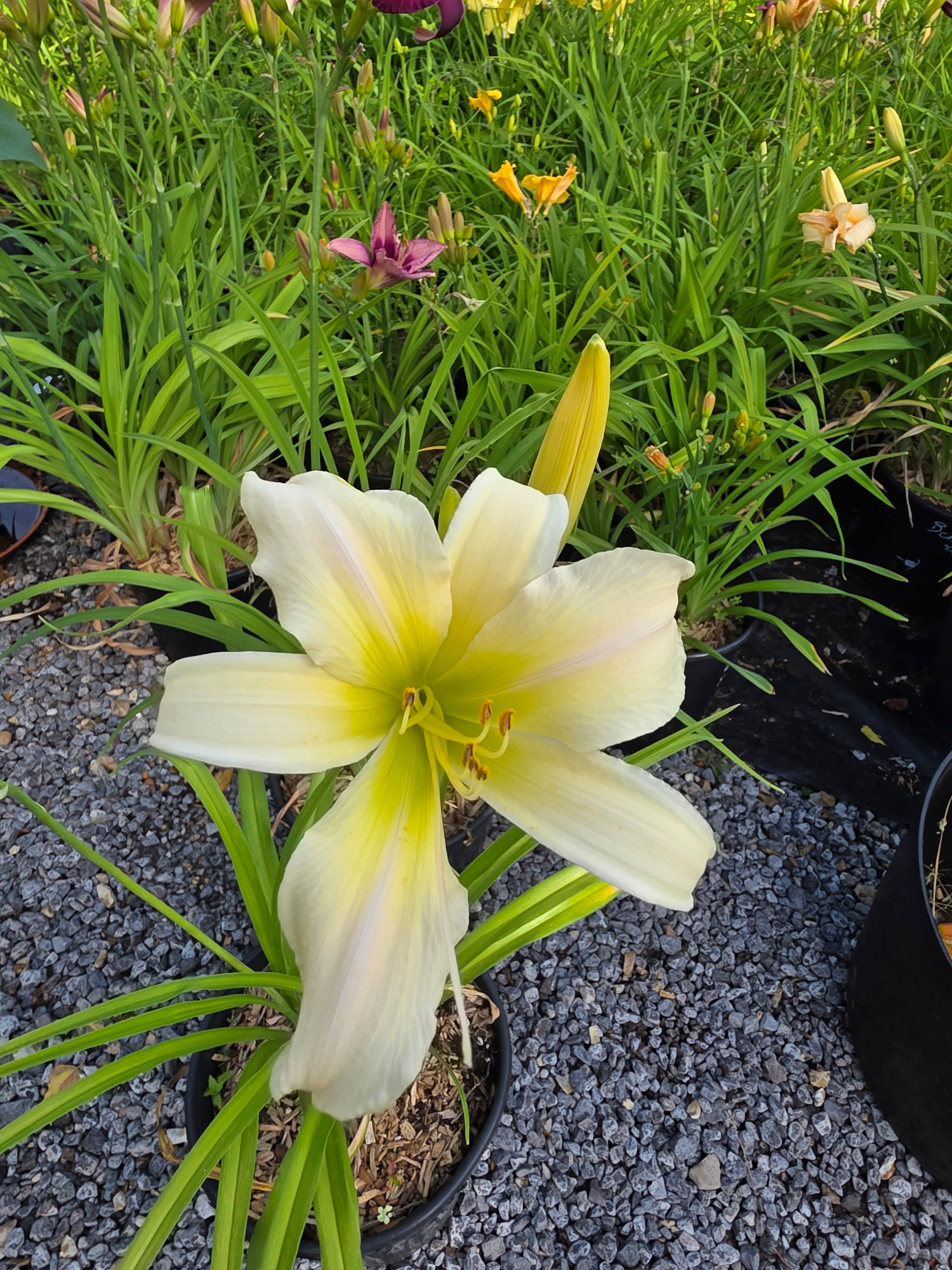 Hemerocallis 'Chesieres Luna Moth'