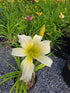 Hemerocallis 'Chesieres Luna Moth'