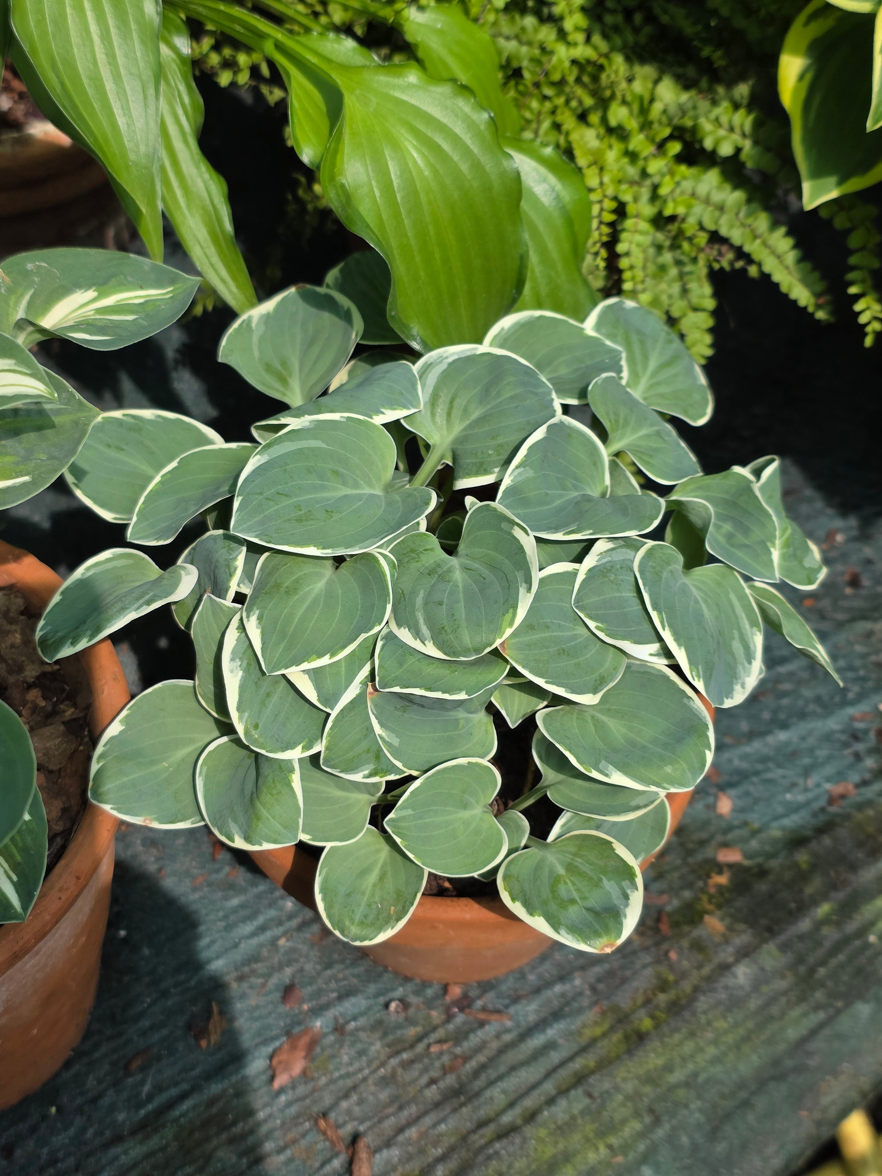 Hosta 'Country Mouse'