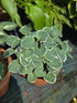 Hosta 'Country Mouse'