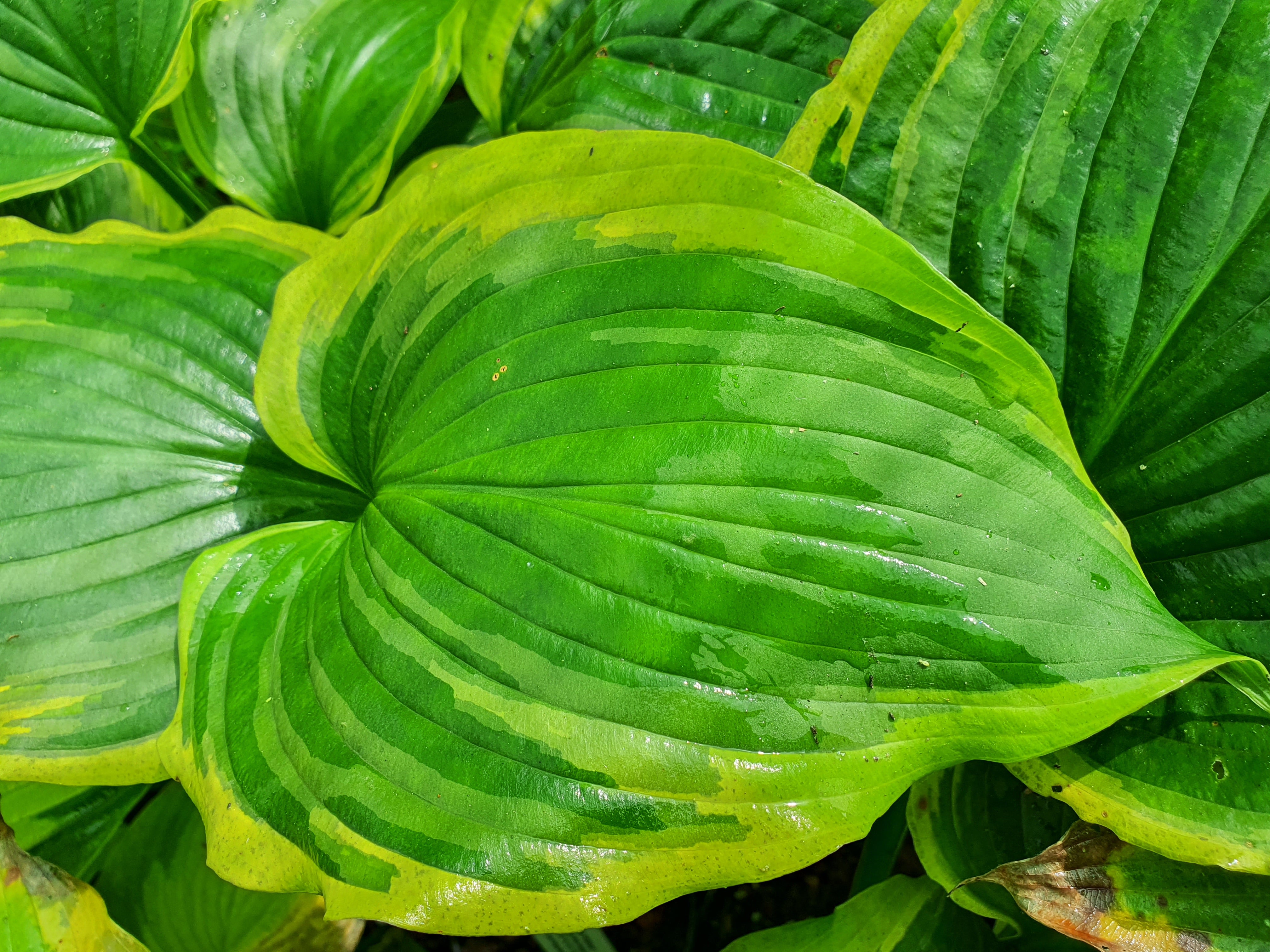 Hosta 'Seducer'