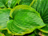Hosta 'Seducer'