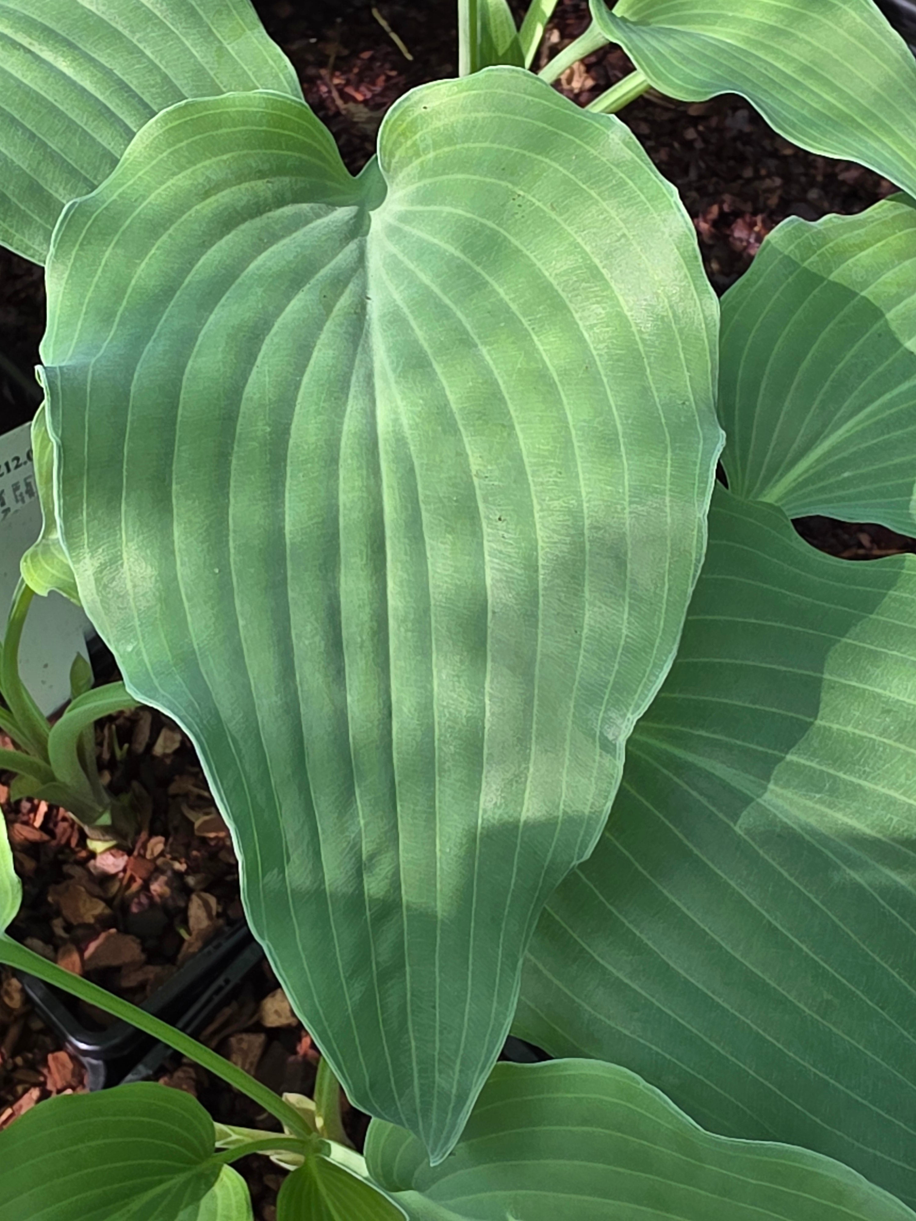 Hosta 'Elvis Lives'