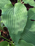 Hosta 'Elvis Lives'