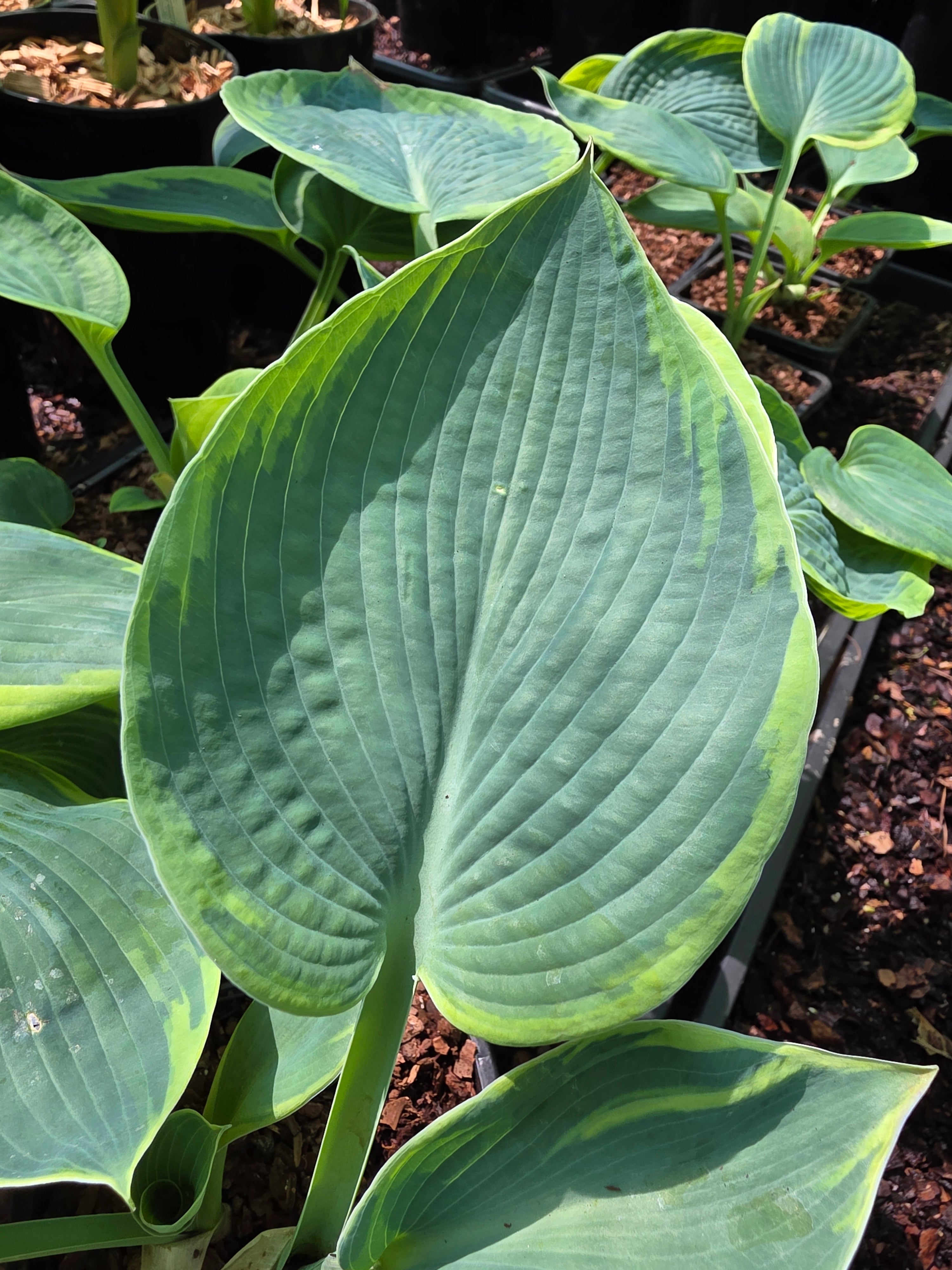 Hosta Tokudama 'Flavocirinalis'