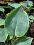 Hosta Tokudama 'Flavocirinalis'