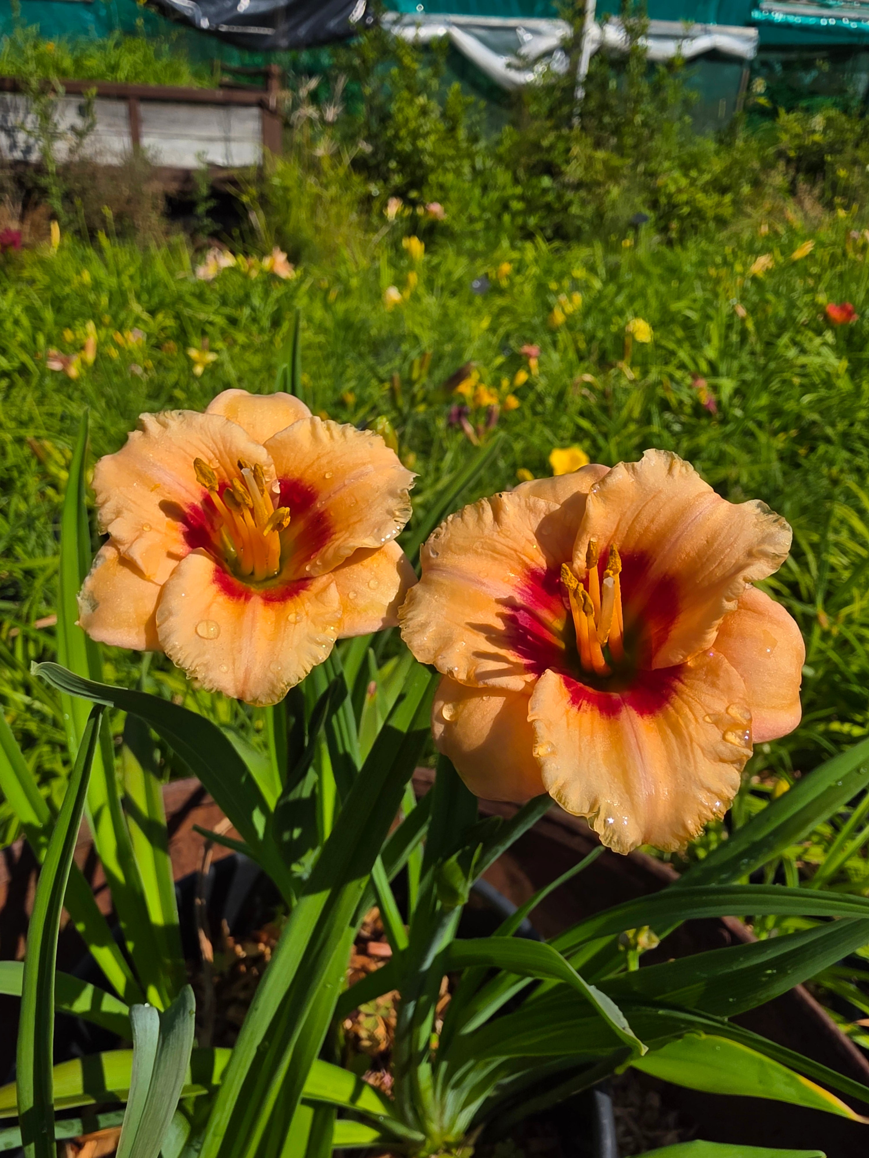 Hemerocallis 'You Angel You'