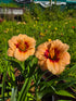 Hemerocallis 'You Angel You'