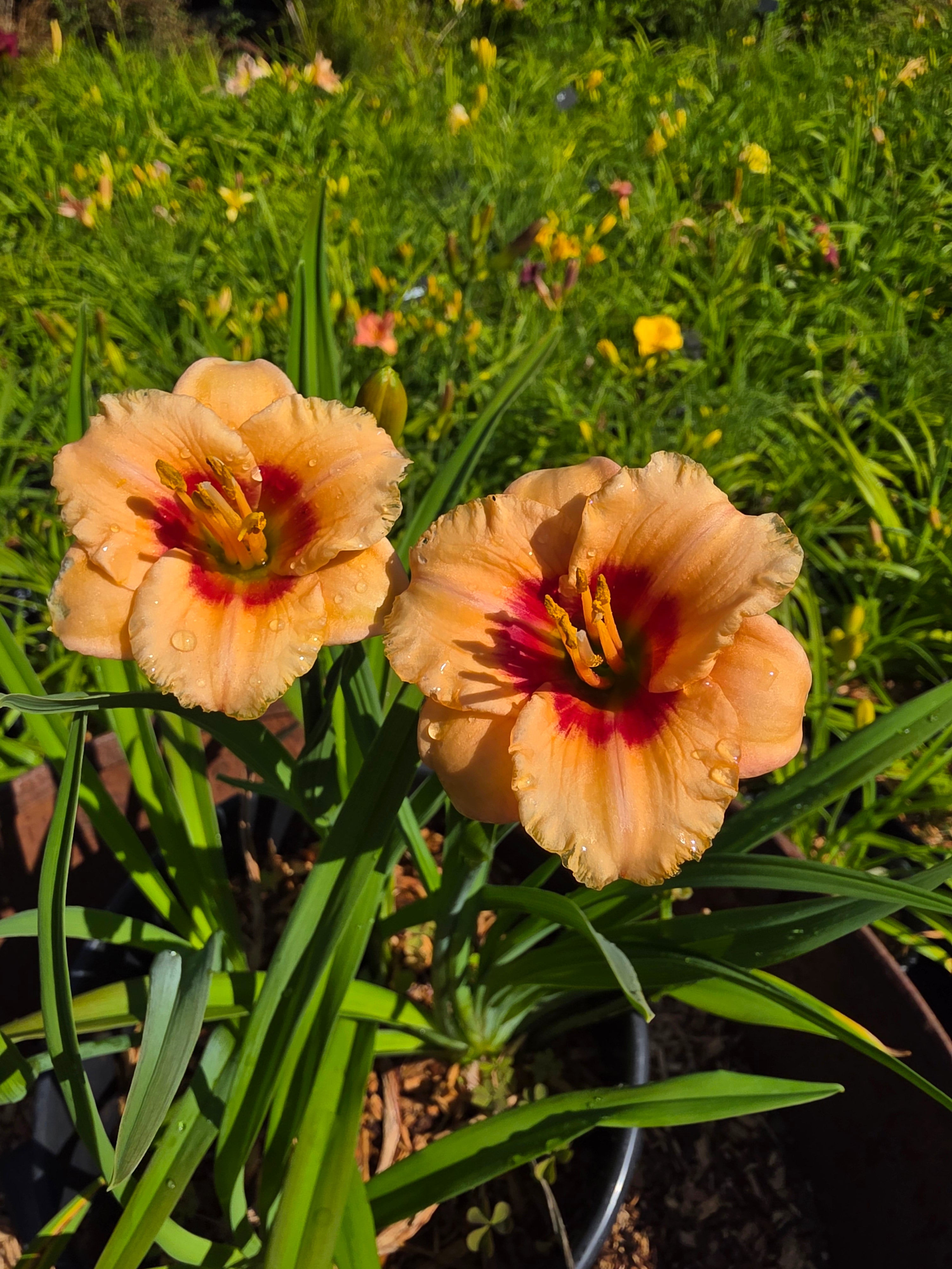 Hemerocallis 'You Angel You'