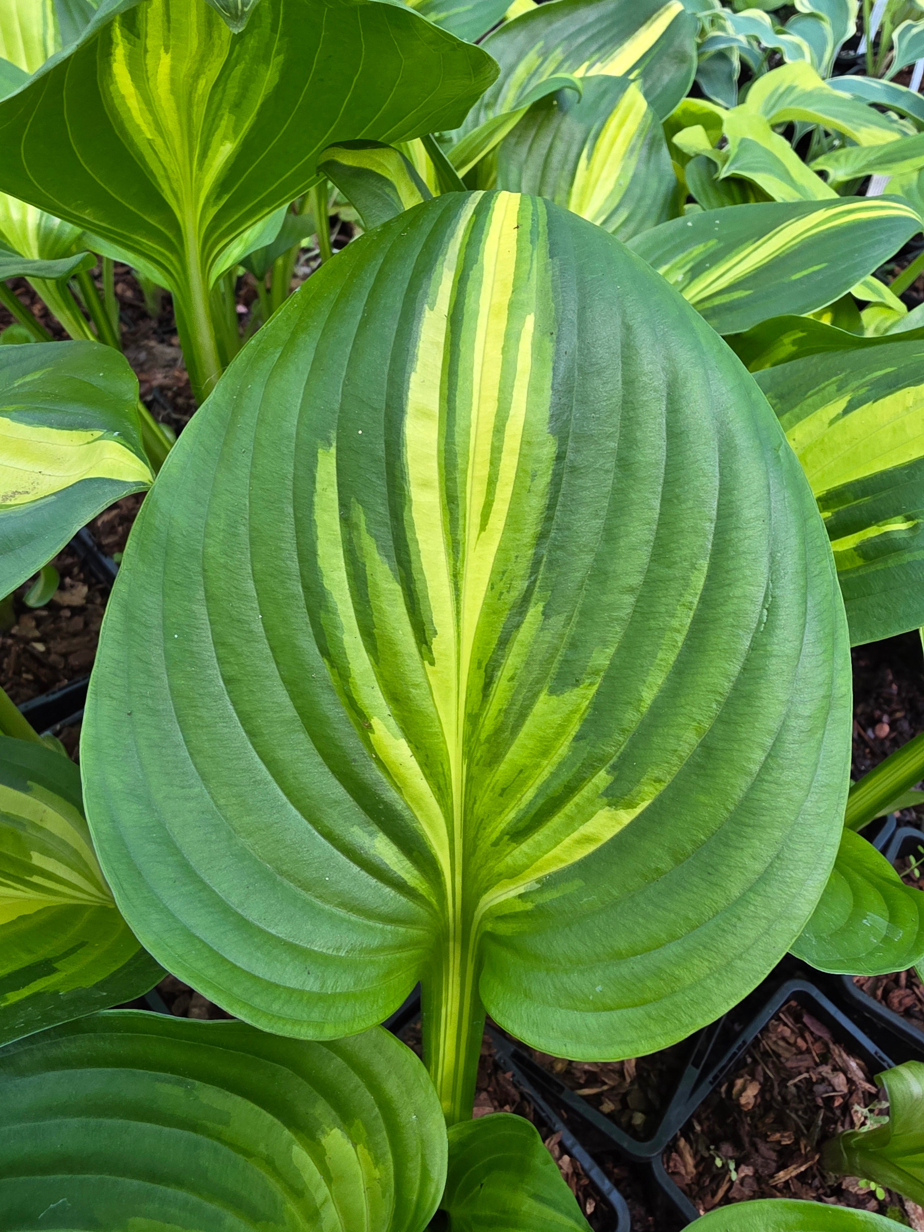 Hosta 'Center Of Attention'