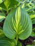 Hosta 'Center Of Attention'
