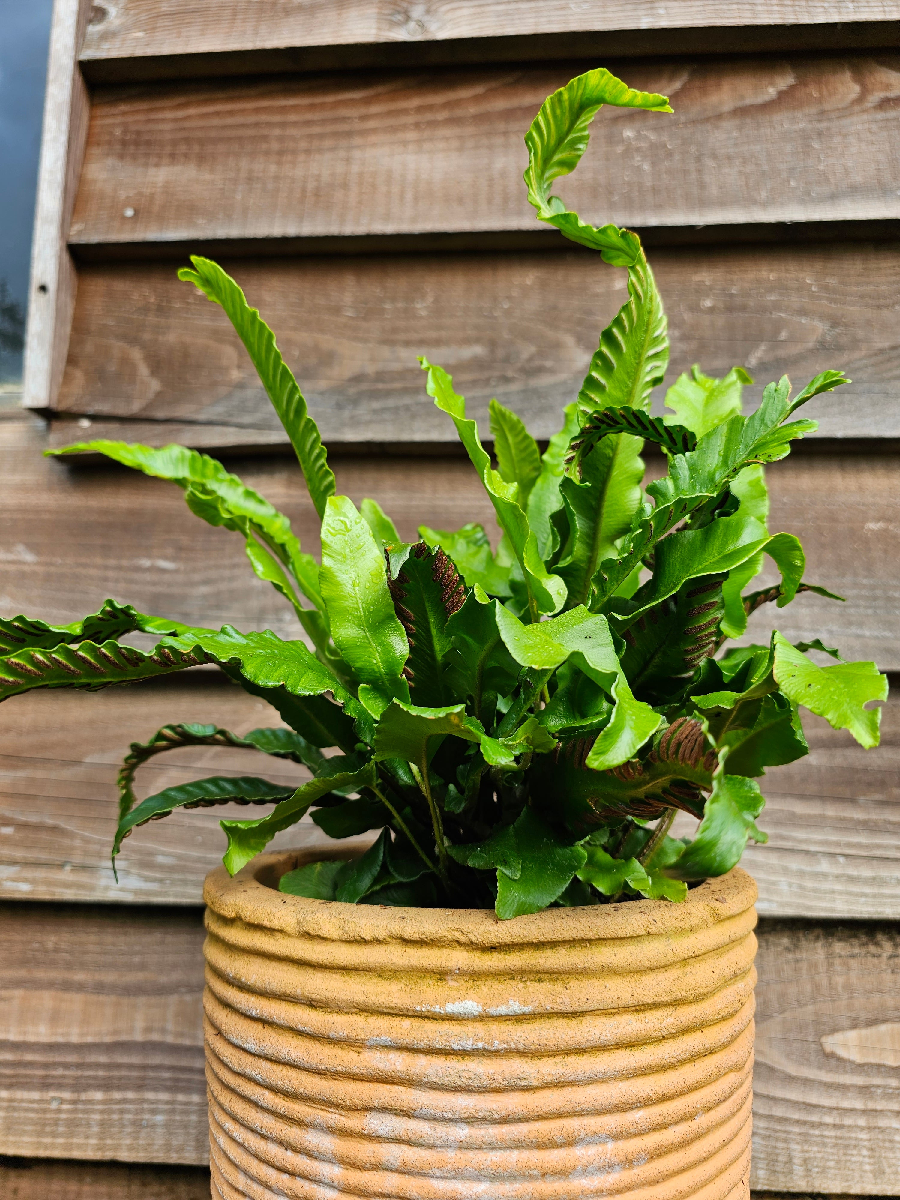 Asplenium scolopendrium 1ltr