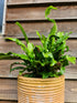 Asplenium scolopendrium 1ltr