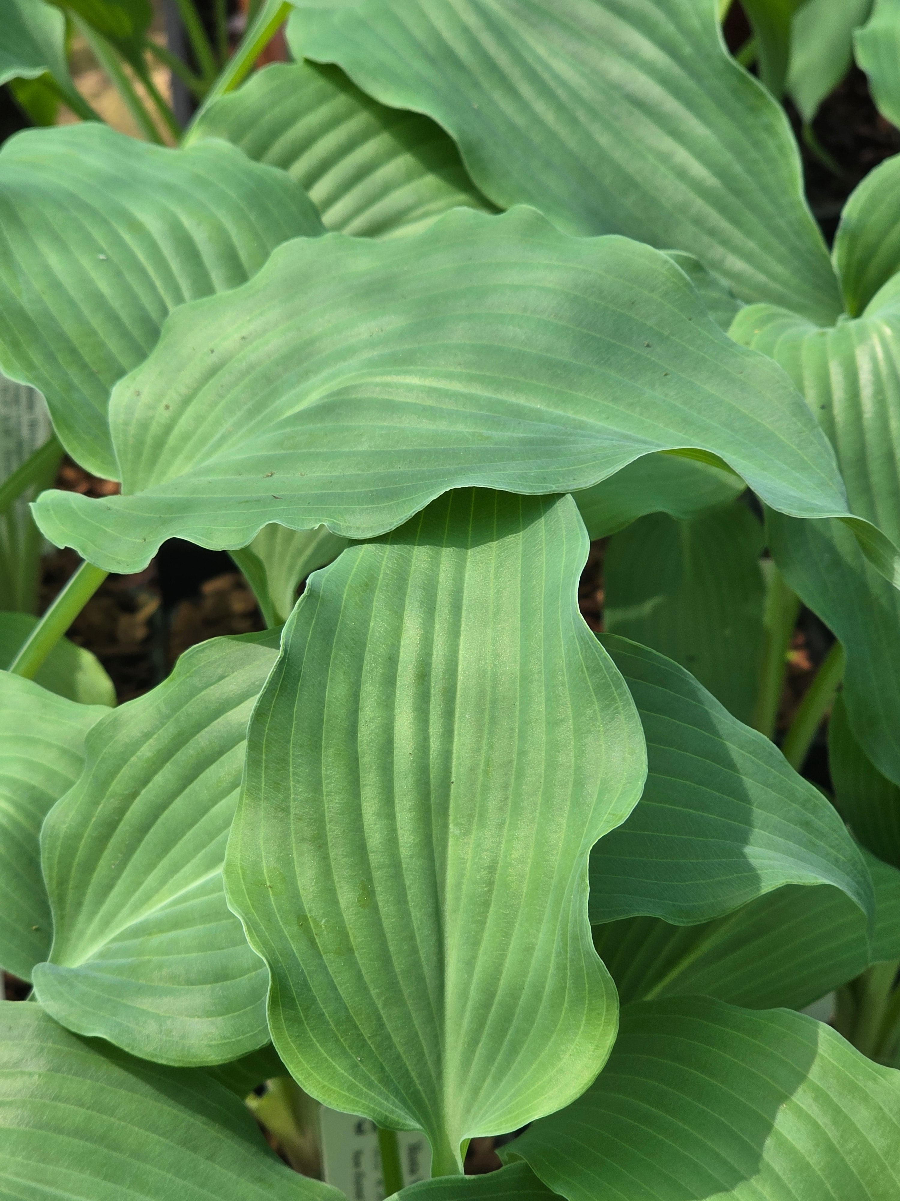 Hosta 'Elvis Lives'