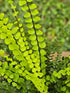 Asplenium trichomanes