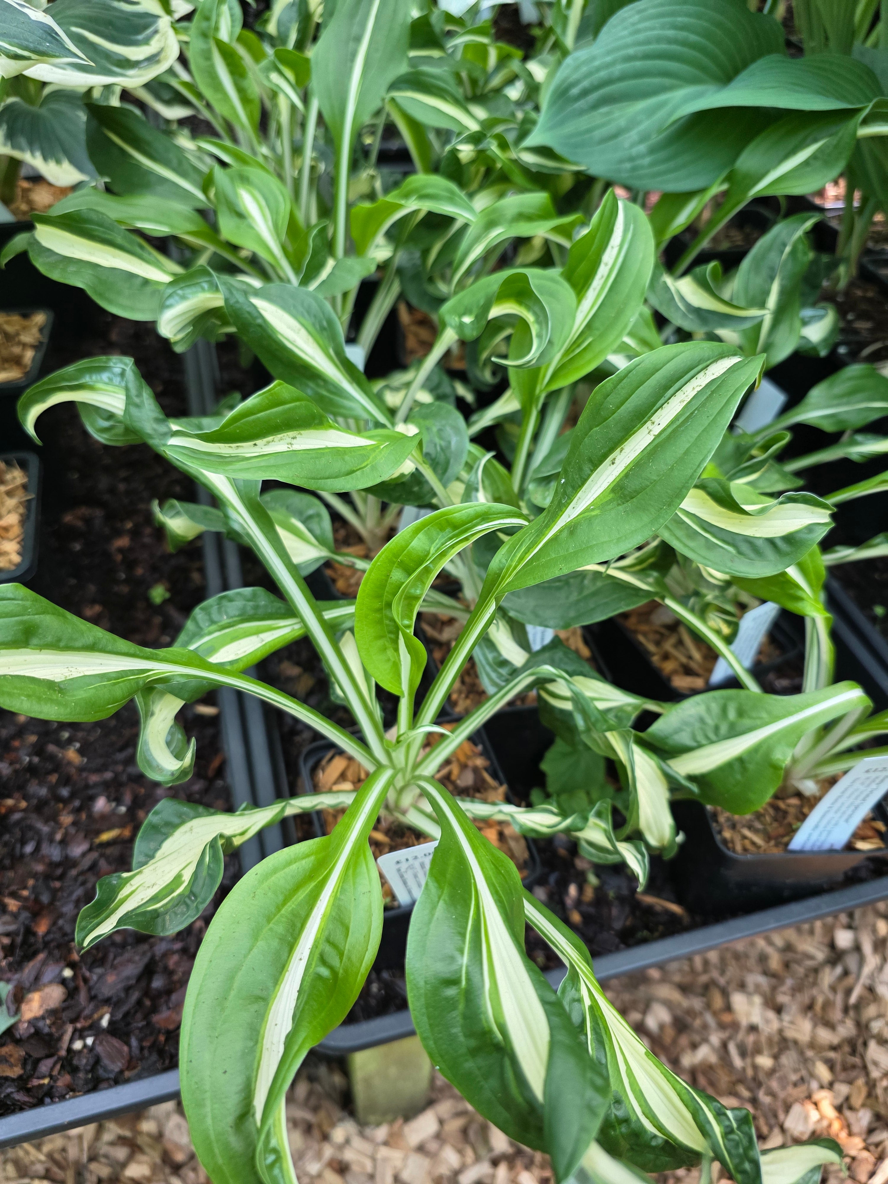 Hosta 'Twisted Spearmint'