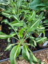 Hosta 'Twisted Spearmint'