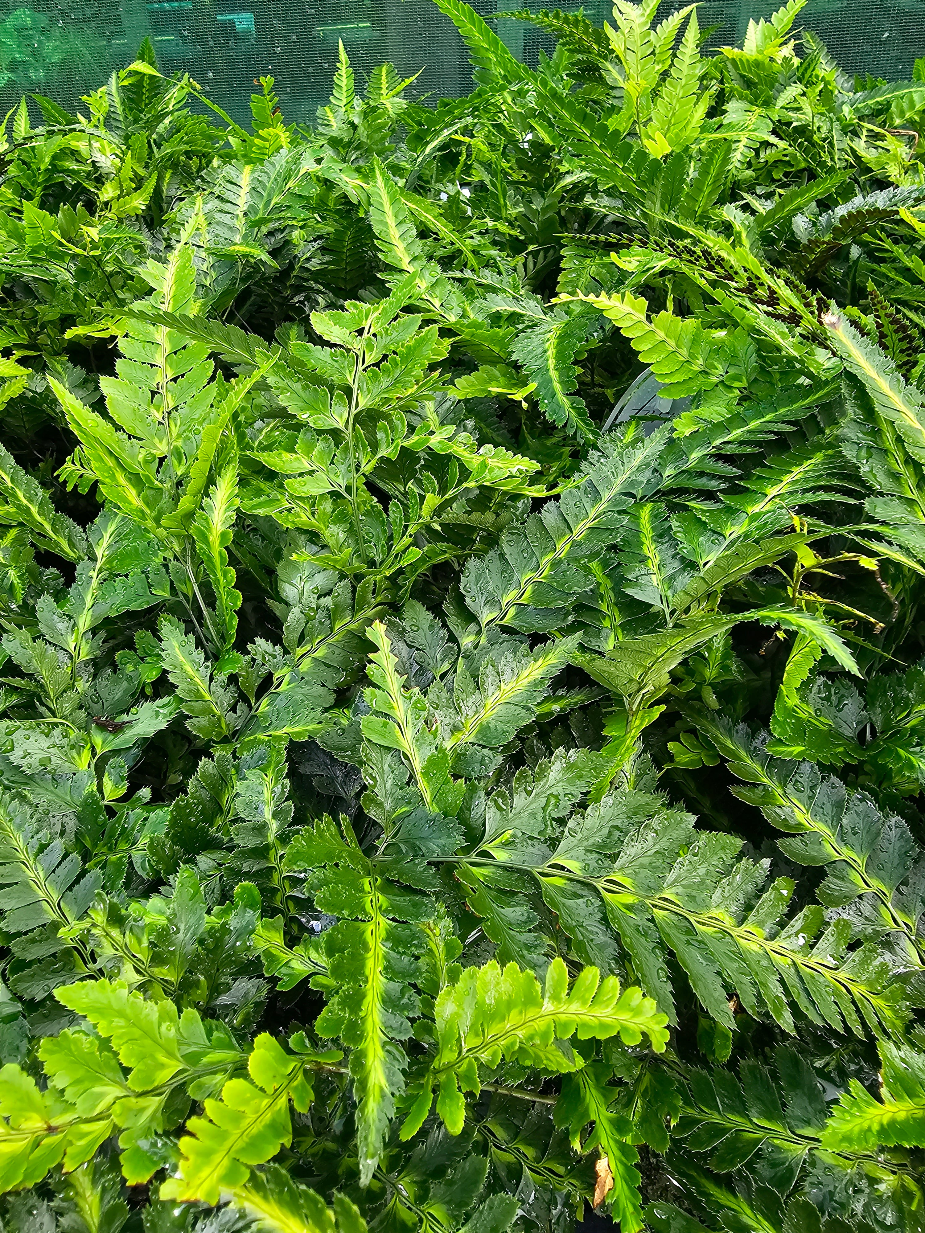 Arachnoides aristata 'Variegata' 1.5-2 ltr