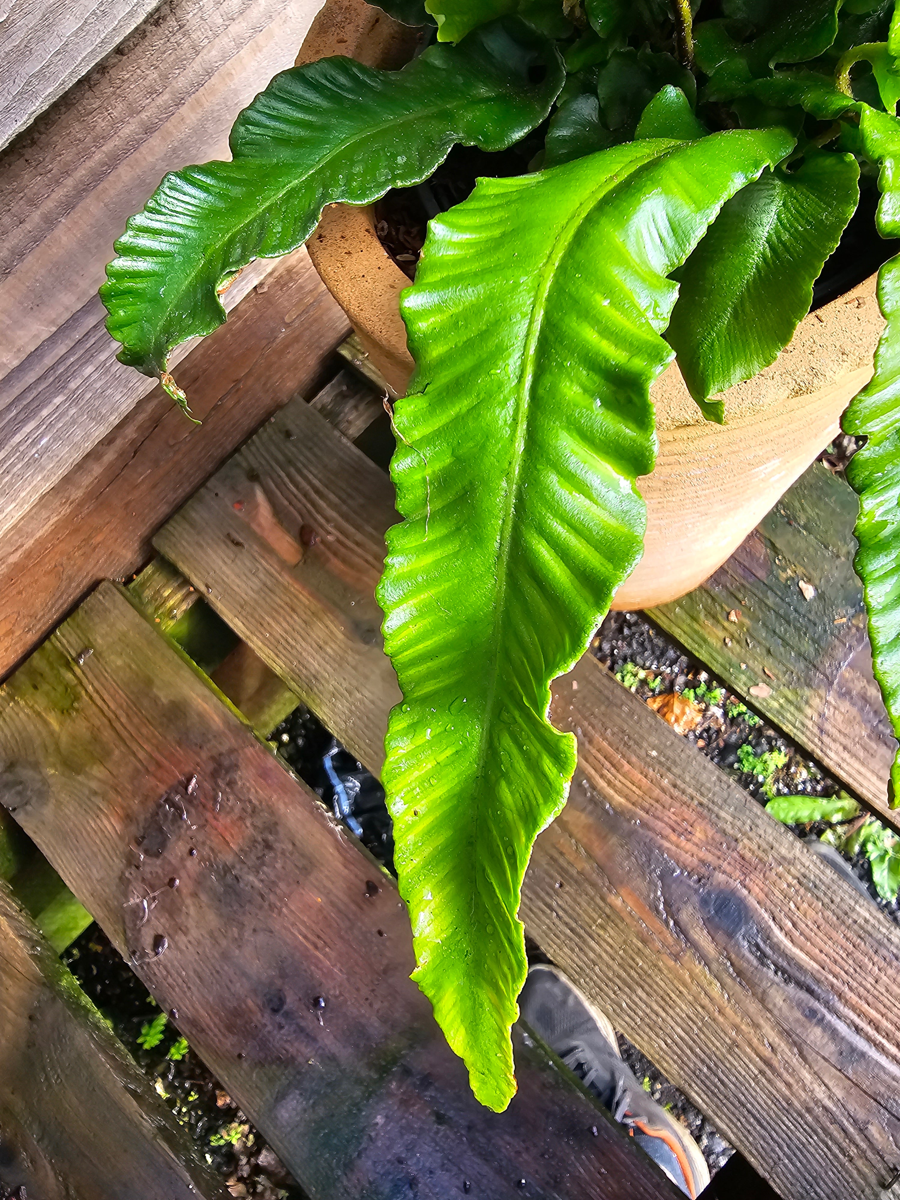 Asplenium scolopendrium 1ltr