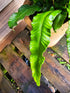 Asplenium scolopendrium 1ltr