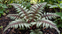 Athyrium nipponicum 'Red Beauty'