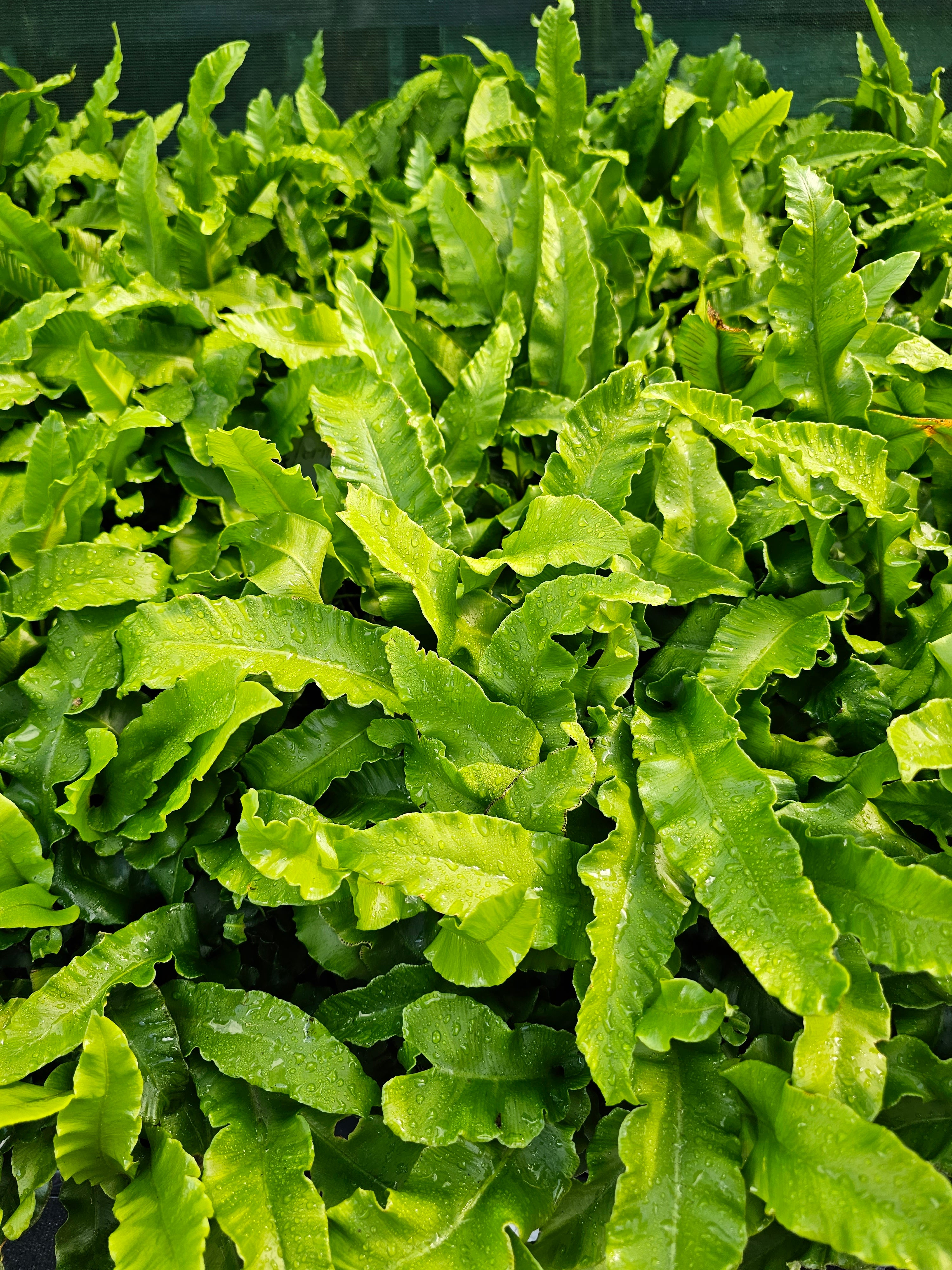Asplenium scolopendrium 1ltr
