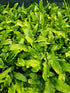Asplenium scolopendrium 1ltr