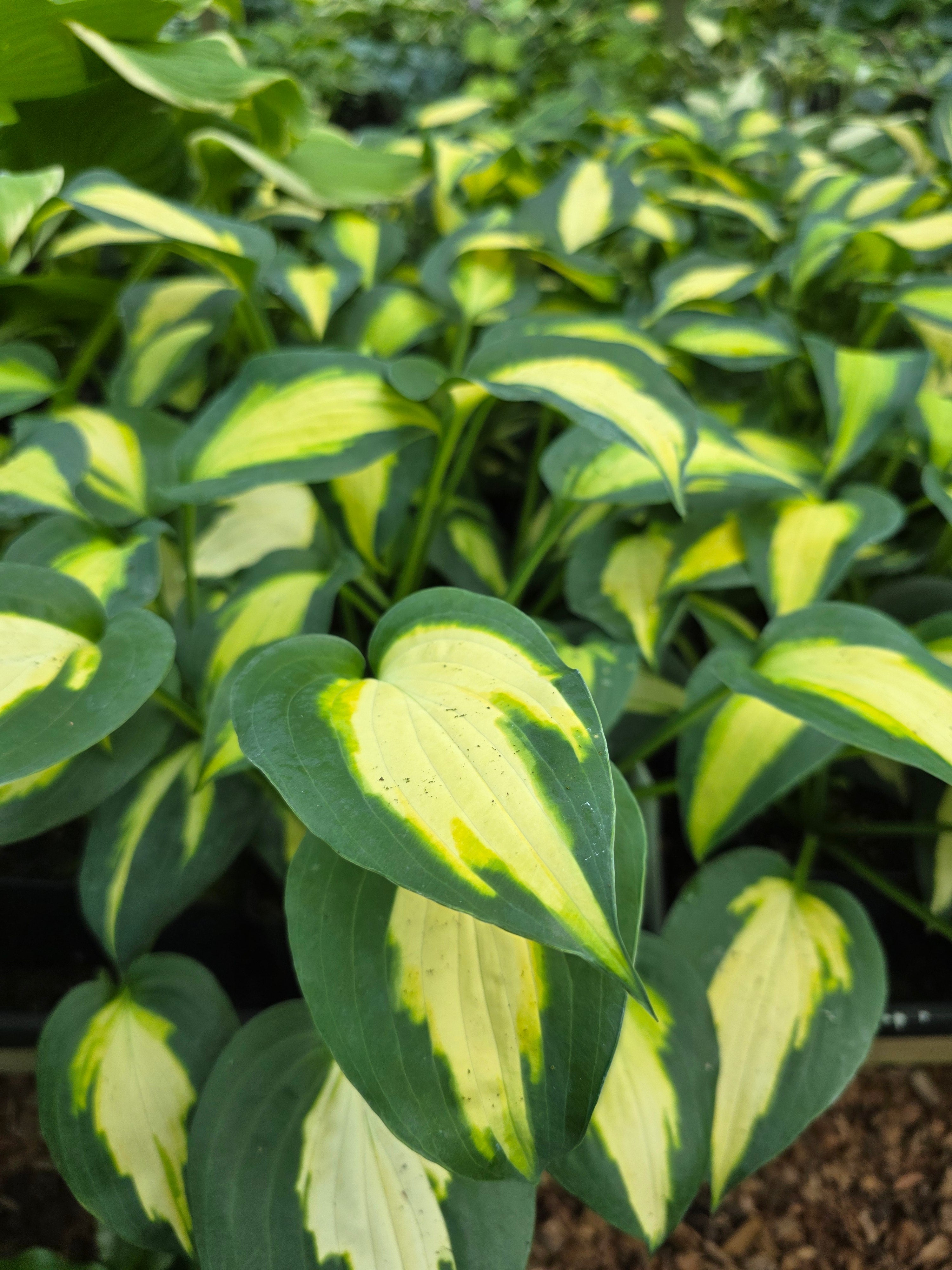 Hosta 'Smash Hit'