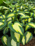 Hosta 'Smash Hit'