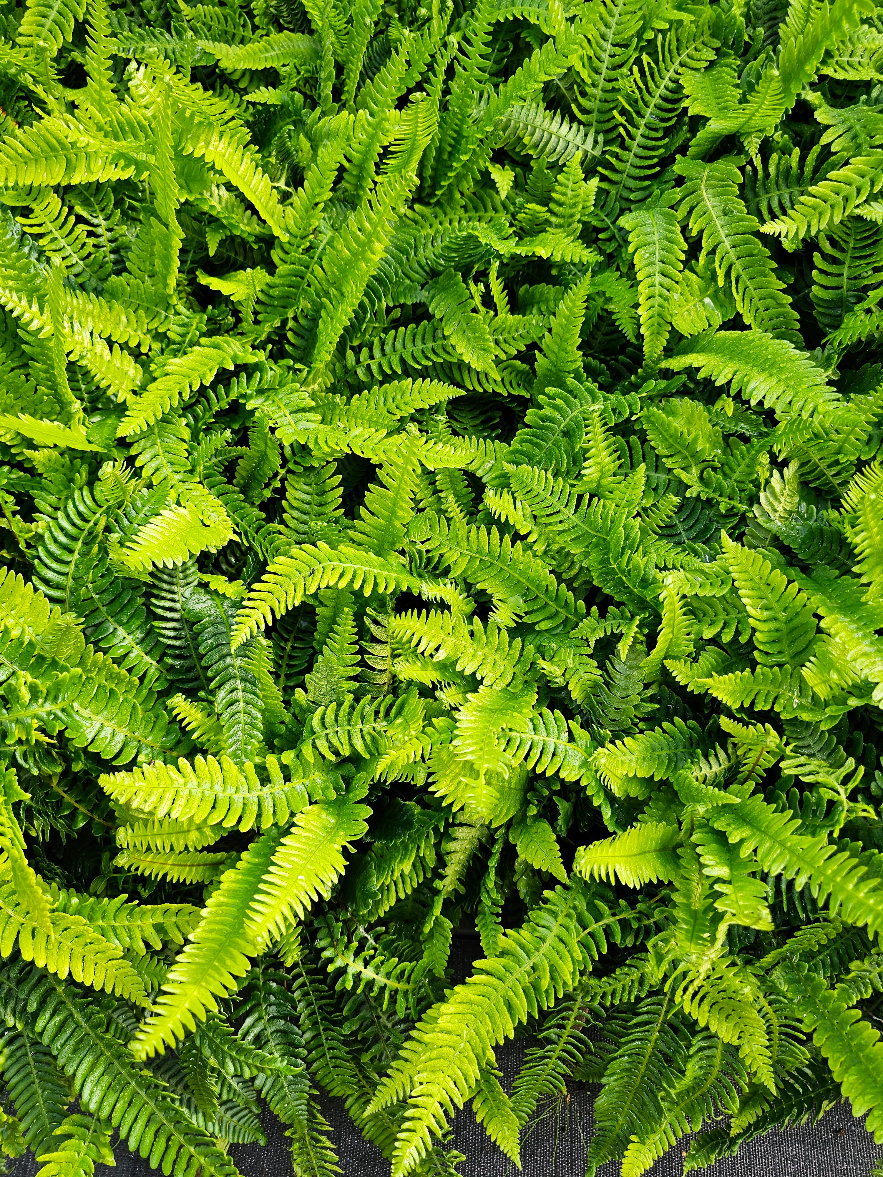 Blechnum spicant 1 ltr