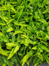 Blechnum spicant 1 ltr