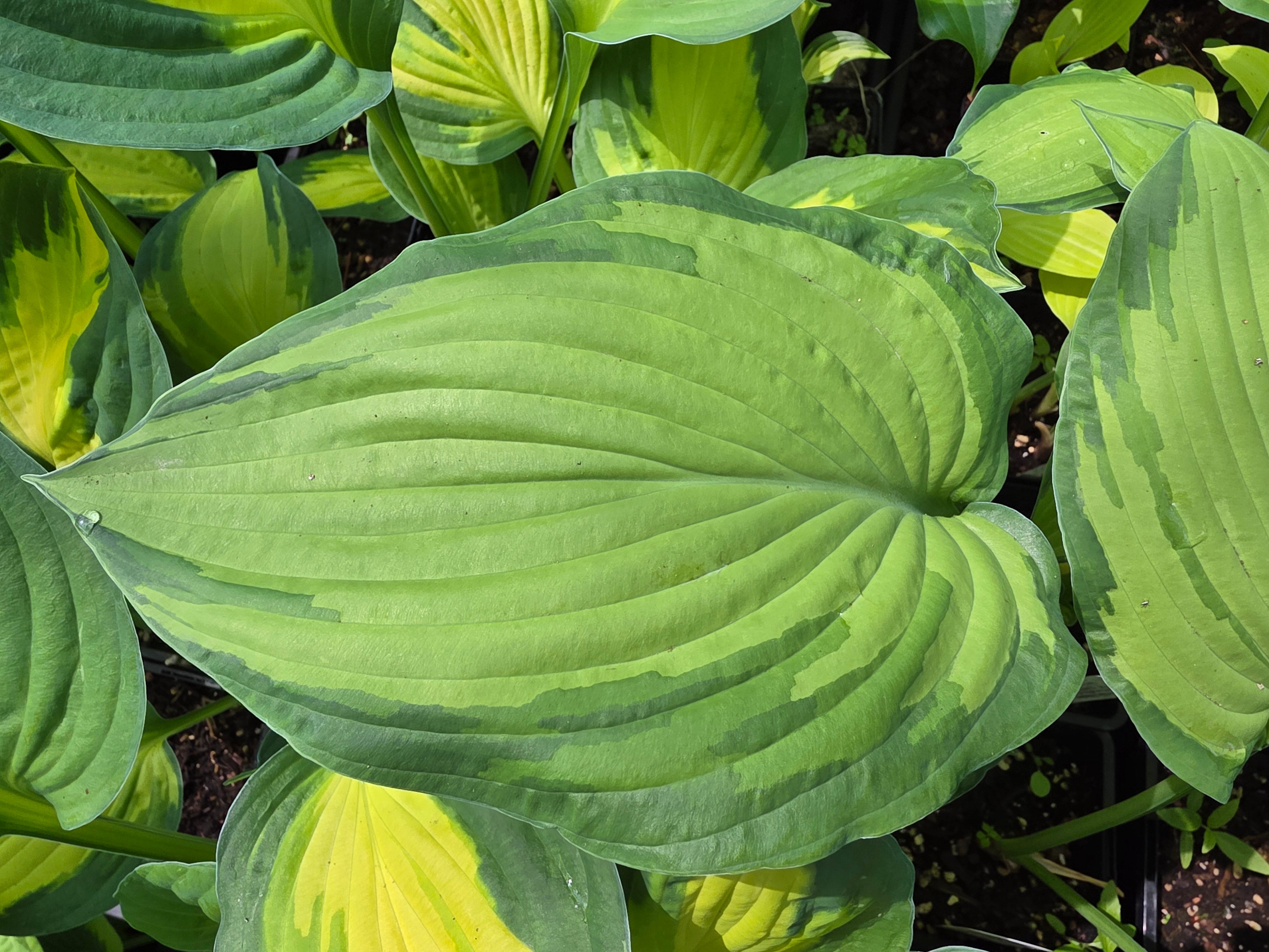 Hosta 'Fortunei Albopicta'