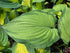 Hosta 'Fortunei Albopicta'