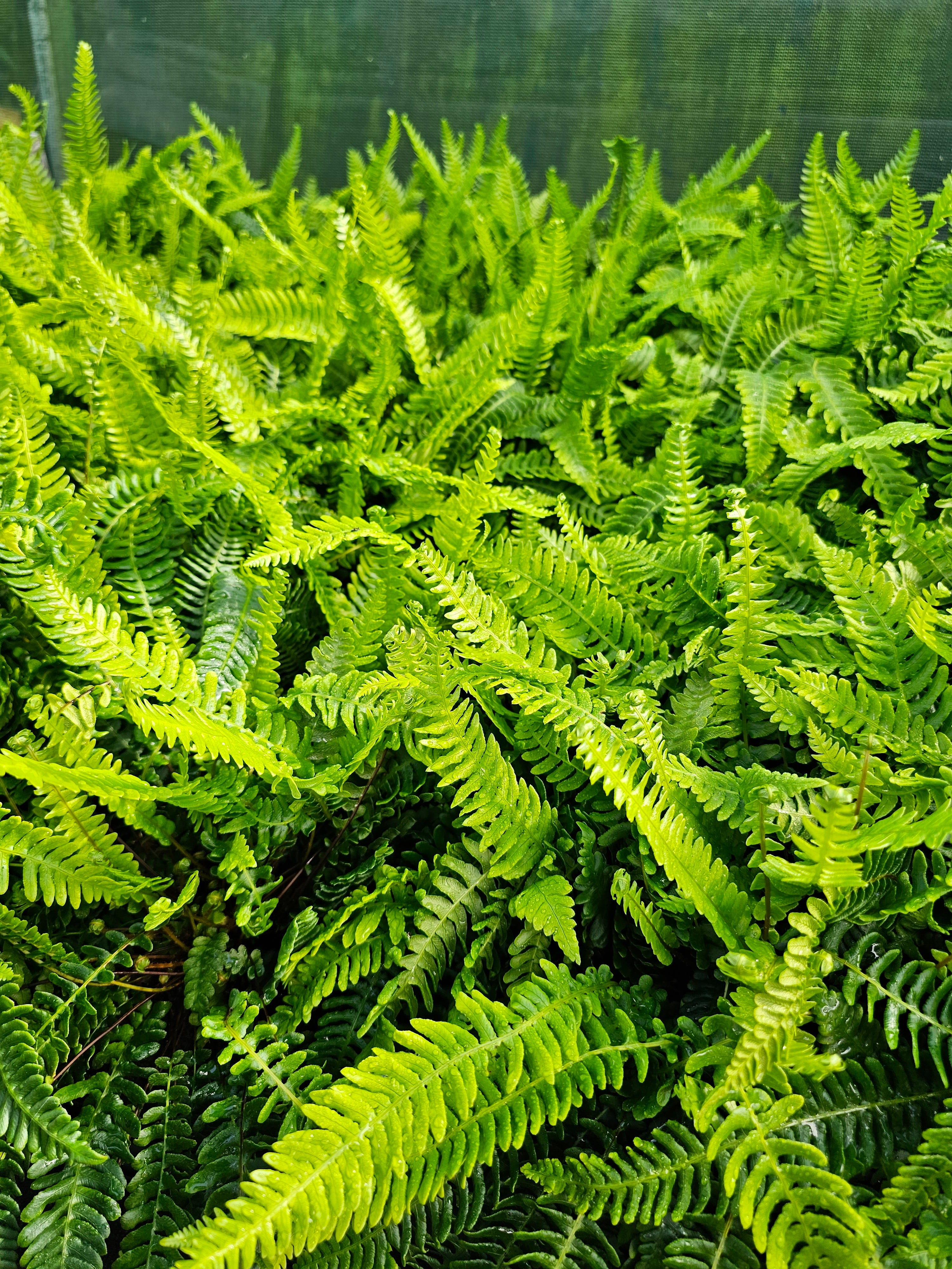 Blechnum spicant 1 ltr
