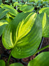 Hosta 'Center Of Attention'