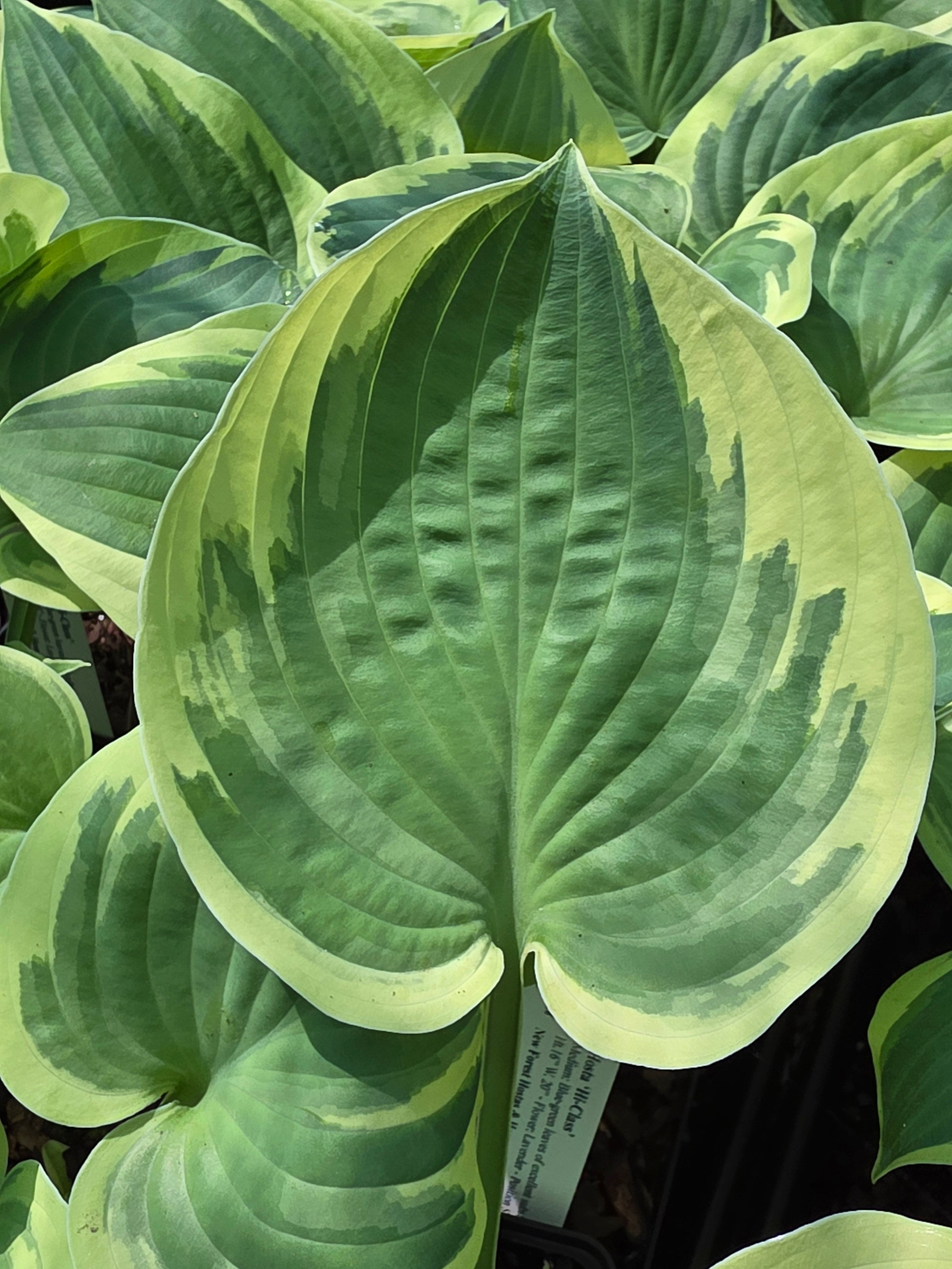 Hosta 'Hi-Class'