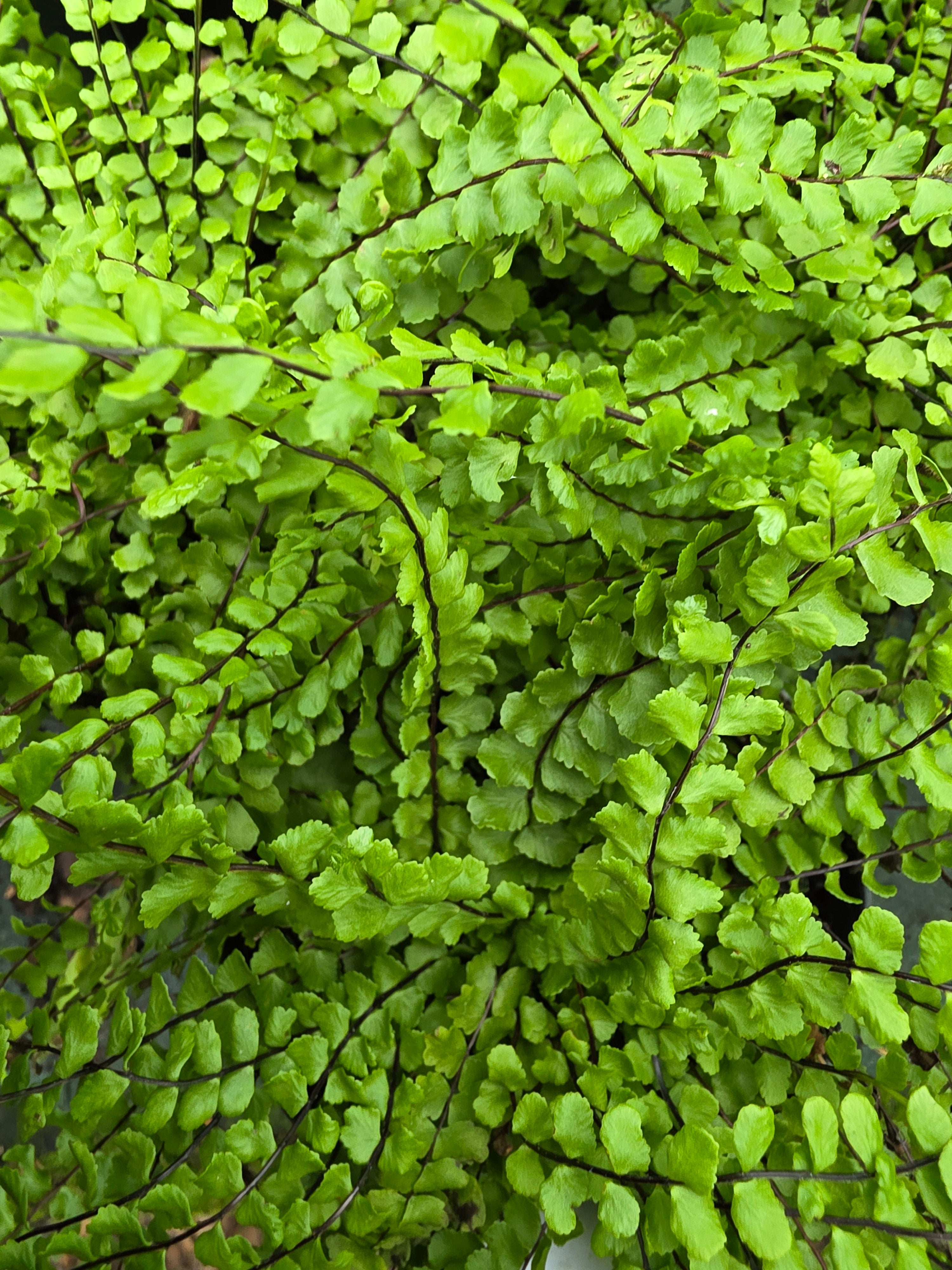 Asplenium trichomanes 1ltr