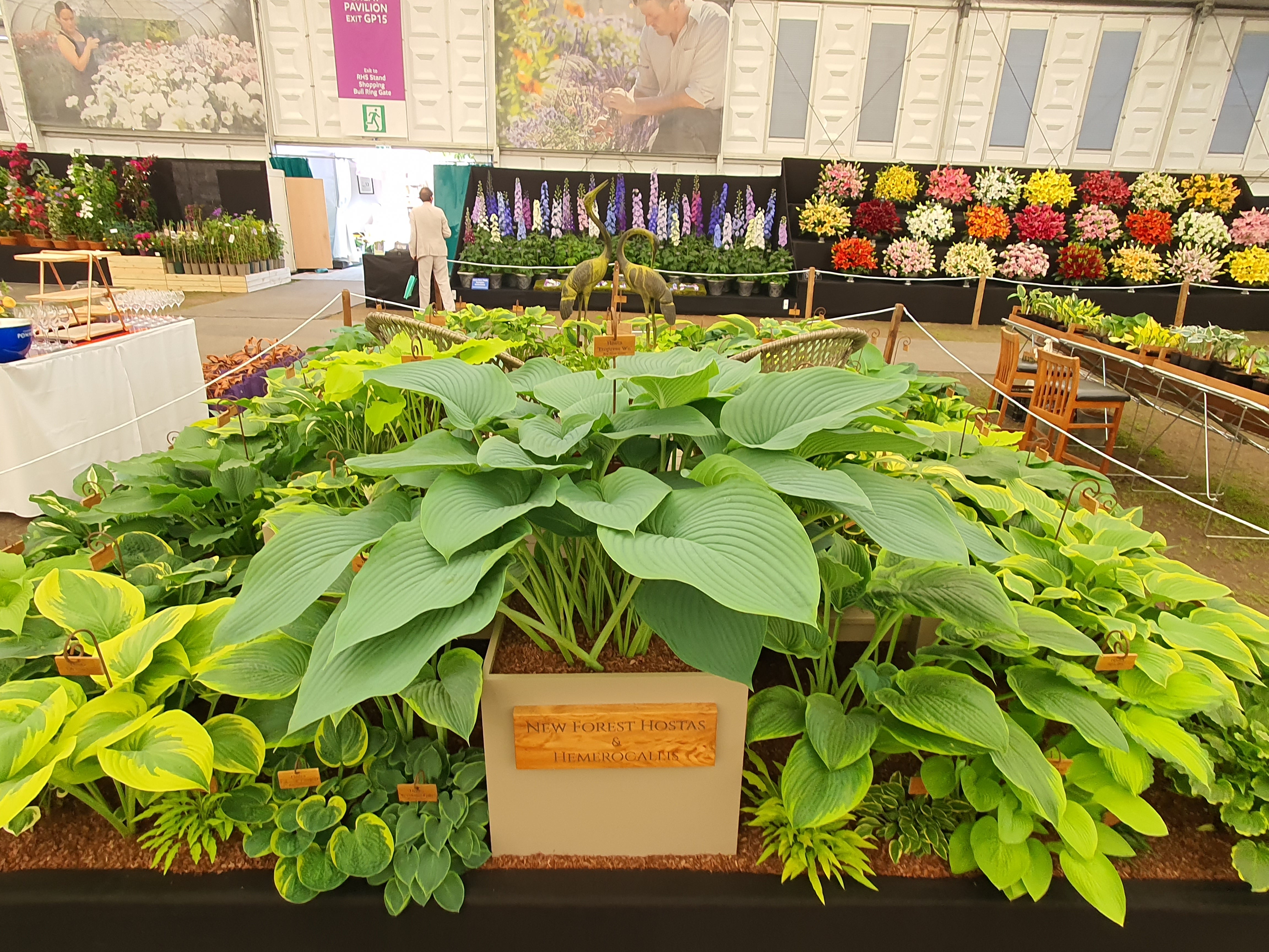 Hosta 'Empress Wu' 3lt  Deep Pot