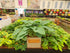 Hosta 'Empress Wu' 3lt  Deep Pot