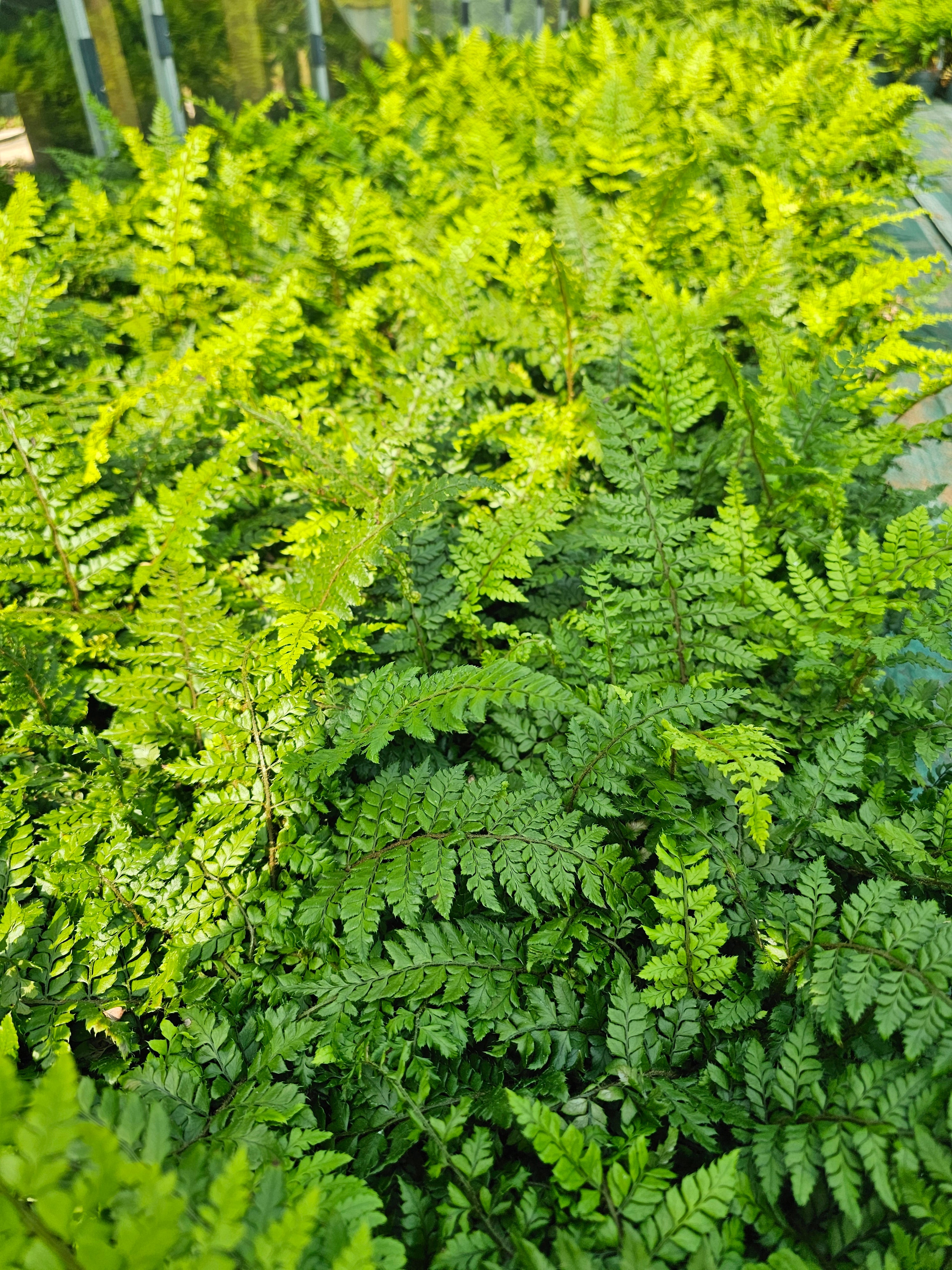 Polystichum makinoi 1.5-2 ltr